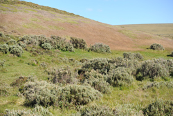 Scrub plant life falkland island